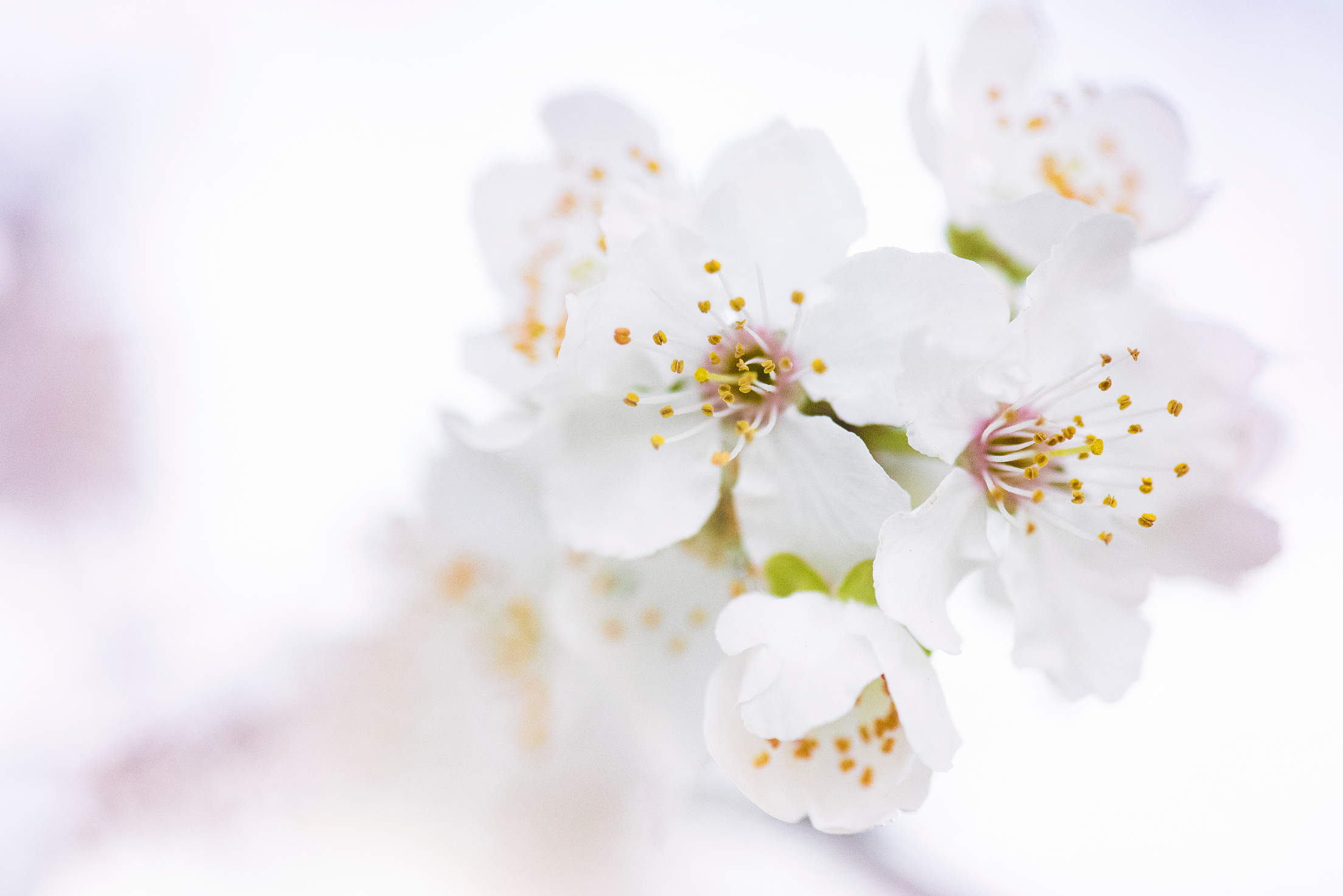 White Cherry Blossoms in Selective Focus Photography